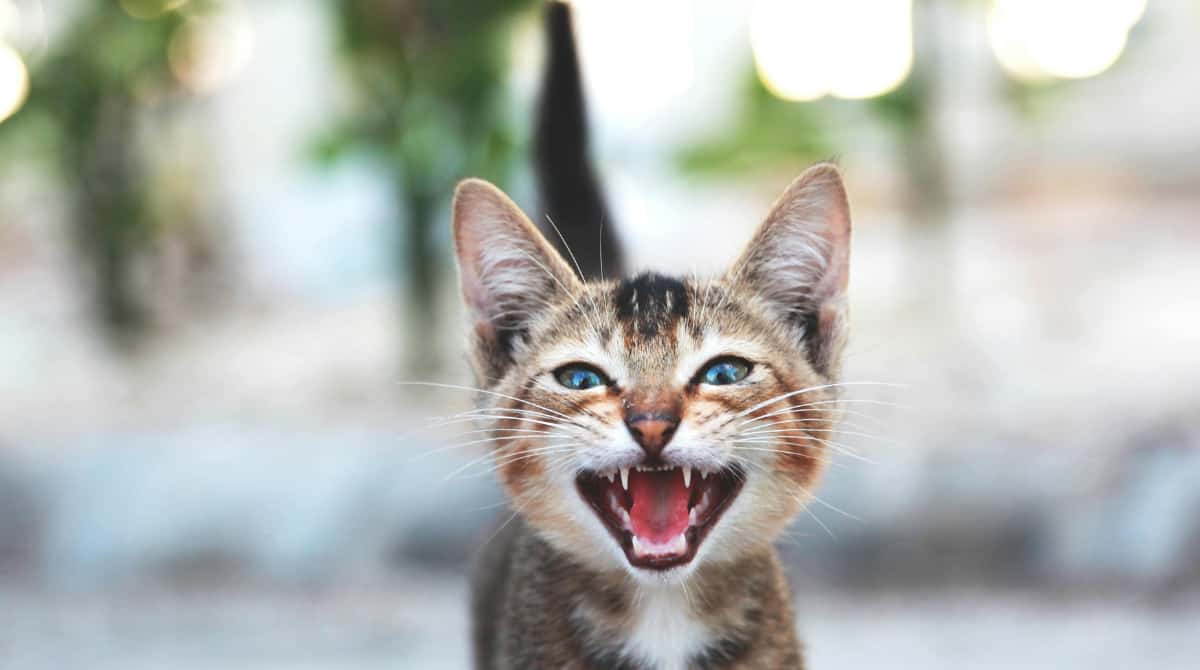 Kočka mňouká a komunikuje se svým majitelem