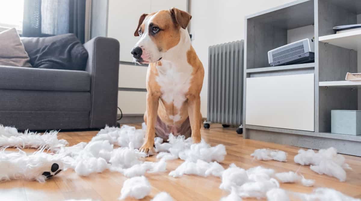 Pes doma ničí nábytek a věci